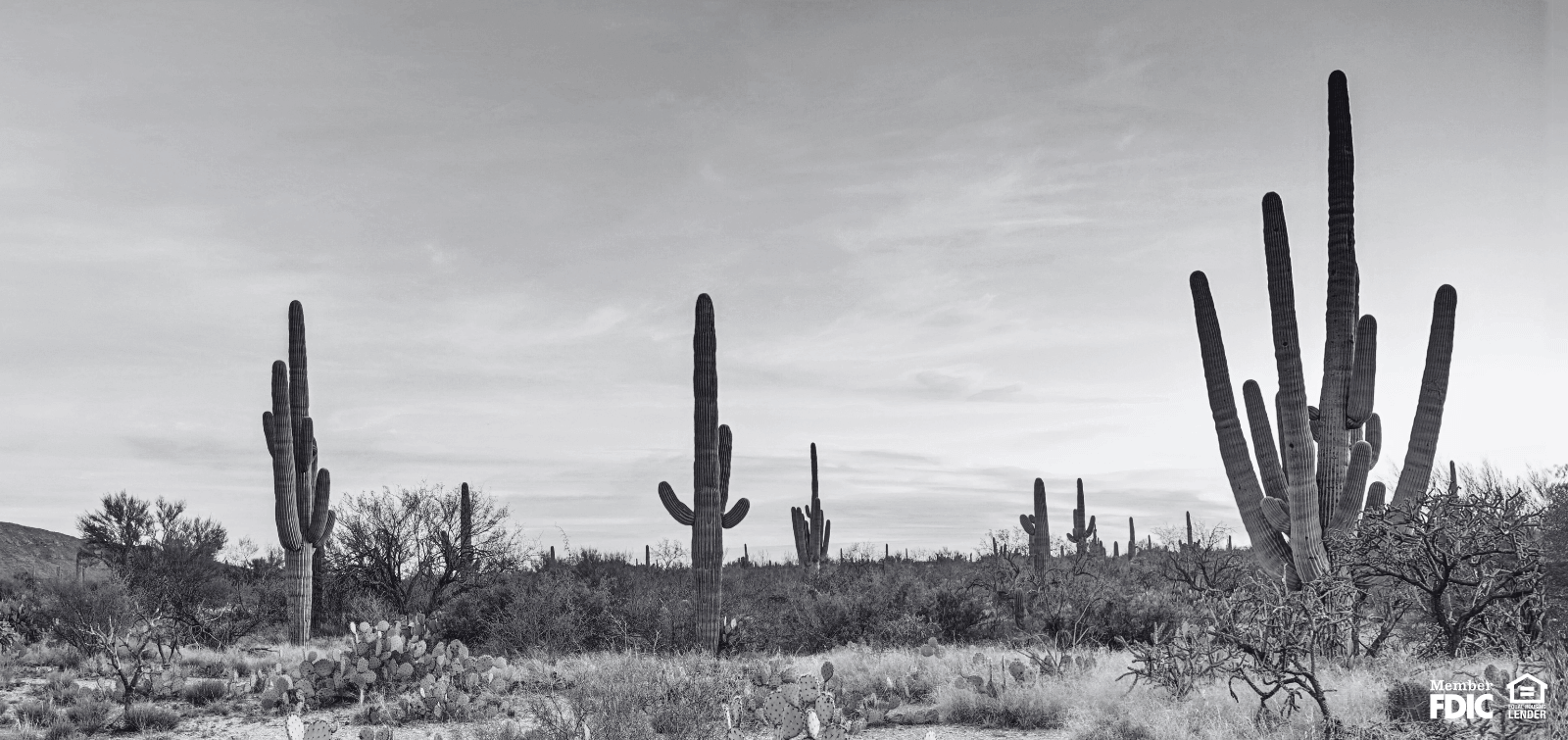 desert in Sierra Vista, AZ